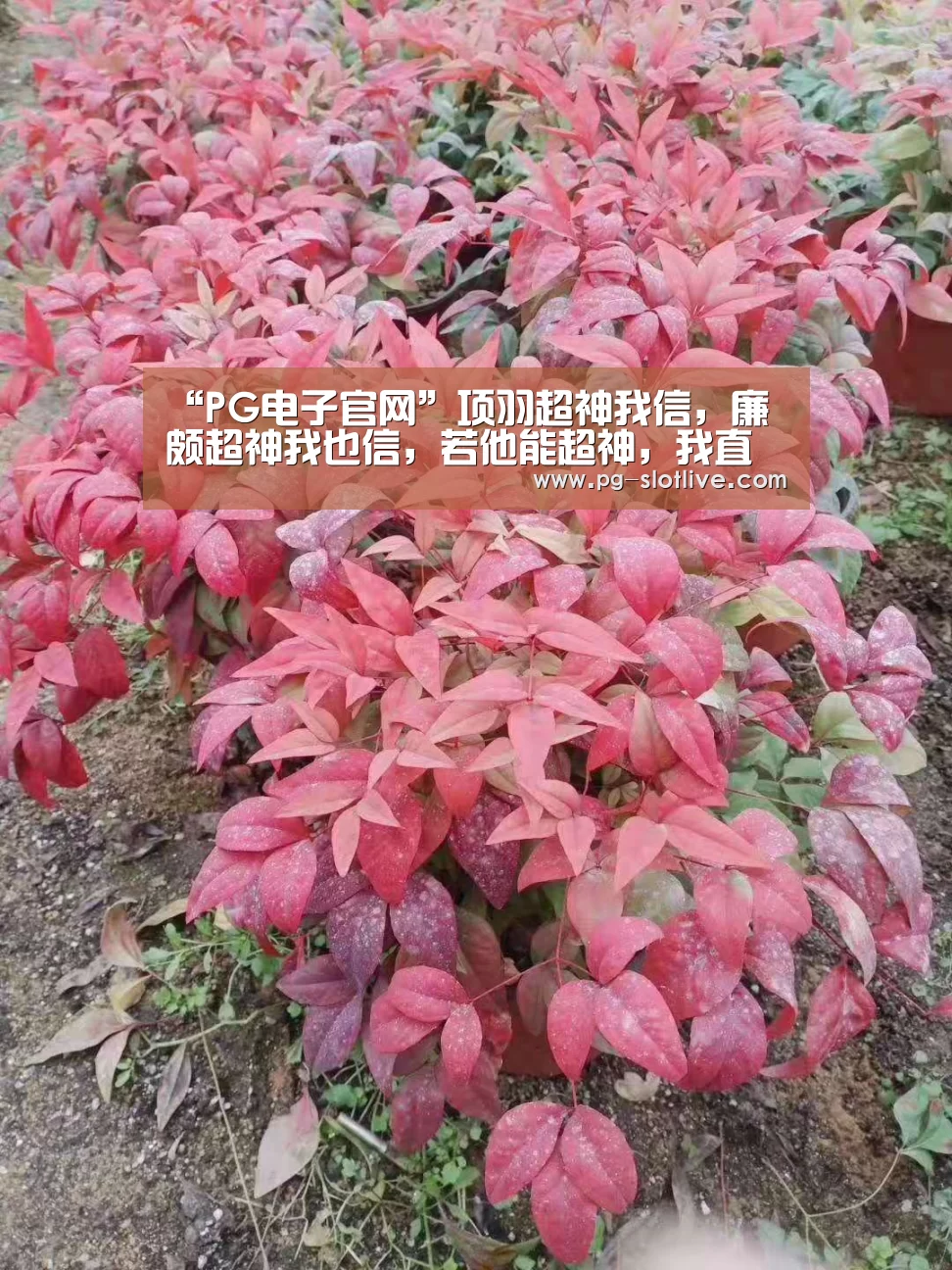PG真人麻将